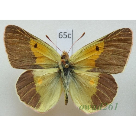 Colias wiskotti Staudinger, 1882 male Uzbekistan65c
